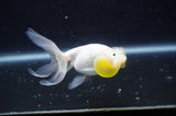 Bubble Eye  Calico 3.5 Inch (ID#228Be12c-93) Free2Day SHIPPING