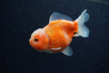 Yuan Bao Oranda  Sakura 3.5 Inch (ID#1224Yb10b-64) Free2Day SHIPPING