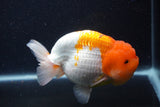 Jumbo Lionchu  Red White 5.5 Inch (ID#1227R12a-20)