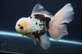 Thai Oranda  Panda 6.5 Inch (ID#404T6c-117)