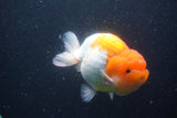 Jumbo Lionchu  Red White 5.5 Inch (ID#1227R12a-20)