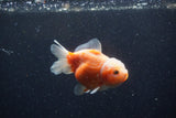 Yuan Bao Oranda  Sakura 3.5 Inch (ID#1224Yb10b-64) Free2Day SHIPPING