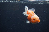 Yuan Bao Oranda  Sakura 3.5 Inch (ID#1224Yb10b-64) Free2Day SHIPPING