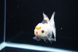 Juvenile Thai Oranda  Tricolor 3.5 Inch (ID#1108To13b-86) Free2Day SHIPPING