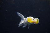 Bubble Eye  Calico 3.5 Inch (ID#228Be12c-93) Free2Day SHIPPING