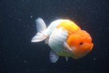 Jumbo Lionchu  Red White 5.5 Inch (ID#1227R12a-20)