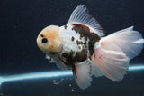 Thai Oranda  Panda 6.5 Inch (ID#404T6c-117)