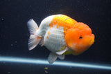 Jumbo Lionchu  Red White 5.5 Inch (ID#1227R12a-20)