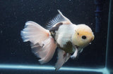 Thai Oranda  Panda 6.5 Inch (ID#404T6c-117)