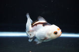 Juvenile Thai Oranda  Tricolor 3.5 Inch (ID#1108To13b-86) Free2Day SHIPPING