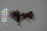 Butterfly  Calico 3.5 Inch (ID#1231B8b-41) Free2Day SHIPPING