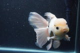 Thai Oranda  Panda 6.5 Inch (ID#404T6c-117)