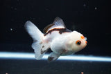 Juvenile Thai Oranda  Tricolor 3.5 Inch (ID#1108To13b-86) Free2Day SHIPPING