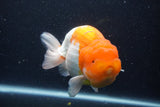 Jumbo Lionchu  Red White 5.5 Inch (ID#1227R12a-20)