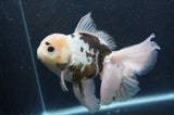 Thai Oranda  Panda 6.5 Inch (ID#404T6c-117)