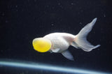 Bubble Eye  Calico 3.5 Inch (ID#228Be12c-93) Free2Day SHIPPING
