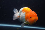 Jumbo Lionchu  Red White 5.5 Inch (ID#1227R12a-20)