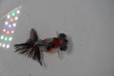 Butterfly  Calico 3.5 Inch (ID#1231B8b-41) Free2Day SHIPPING