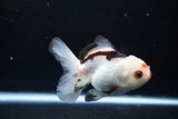 Juvenile Thai Oranda  Tricolor 3.5 Inch (ID#1108To13b-86) Free2Day SHIPPING