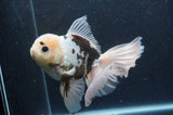 Thai Oranda  Panda 6.5 Inch (ID#404T6c-117)