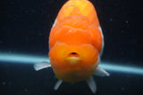 Jumbo Lionchu  Red White 5.5 Inch (ID#1227R12a-20)