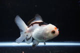 Juvenile Thai Oranda  Tricolor 3.5 Inch (ID#1108To13b-86) Free2Day SHIPPING