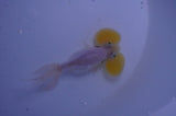 Bubble Eye  Calico 3.5 Inch (ID#228Be12c-93) Free2Day SHIPPING