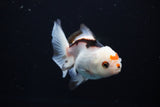 Juvenile Thai Oranda  Tricolor 3.5 Inch (ID#1108To13b-86) Free2Day SHIPPING