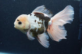Thai Oranda  Panda 6.5 Inch (ID#404T6c-117)