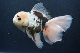Thai Oranda  Panda 6.5 Inch (ID#404T6c-117)
