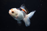 Juvenile Thai Oranda  Tricolor 3.5 Inch (ID#1108To13b-86) Free2Day SHIPPING