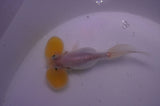 Bubble Eye  Calico 3.5 Inch (ID#228Be12c-93) Free2Day SHIPPING