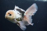 Thai Oranda  Panda 6.5 Inch (ID#404T6c-117)