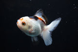 Juvenile Thai Oranda  Tricolor 3.5 Inch (ID#1108To13b-86) Free2Day SHIPPING