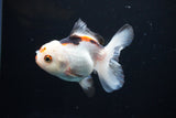 Juvenile Thai Oranda  Tricolor 3.5 Inch (ID#1108To13b-86) Free2Day SHIPPING