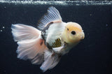 Thai Oranda  Panda 6.5 Inch (ID#404T6c-117)