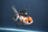 Juvenile Thai Oranda  Tricolor 4 Inch (ID#1015To13b-87) Free2Day SHIPPING