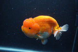 Jumbo Lionchu  Red White 5.5 Inch (ID#1231R12a-17)