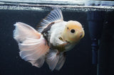 Thai Oranda  Panda 6.5 Inch (ID#404T6c-117)
