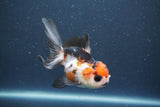 Juvenile Thai Oranda  Tricolor 4 Inch (ID#1015To13b-87) Free2Day SHIPPING