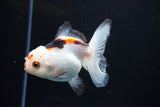 Juvenile Thai Oranda  Tricolor 3.5 Inch (ID#1108To13b-86) Free2Day SHIPPING