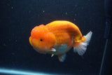 Jumbo Lionchu  Red White 5.5 Inch (ID#1231R12a-17)