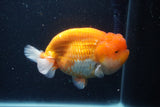 Jumbo Lionchu  Red White 5.5 Inch (ID#1231R12a-17)