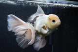 Thai Oranda  Panda 6.5 Inch (ID#404T6c-117)