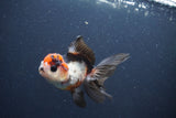 Juvenile Thai Oranda  Tricolor 4 Inch (ID#1015To13b-87) Free2Day SHIPPING