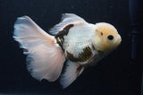 Thai Oranda  Panda 6.5 Inch (ID#404T6c-117)