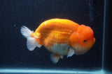 Jumbo Lionchu  Red White 5.5 Inch (ID#1231R12a-17)