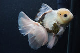 Thai Oranda  Panda 6.5 Inch (ID#404T6c-117)