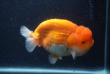 Jumbo Lionchu  Red White 5.5 Inch (ID#1231R12a-17)