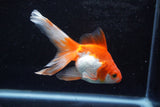 Ryukin Longtail Red White 4.5 Inch (ID#920Ry7b-11) Free2Day SHIPPING